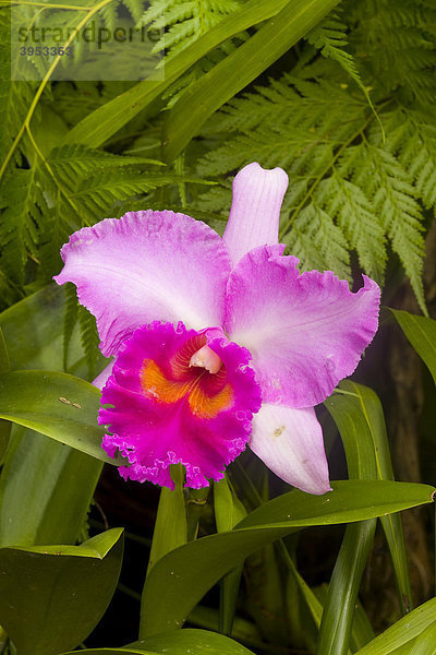 Tropische Orchidee