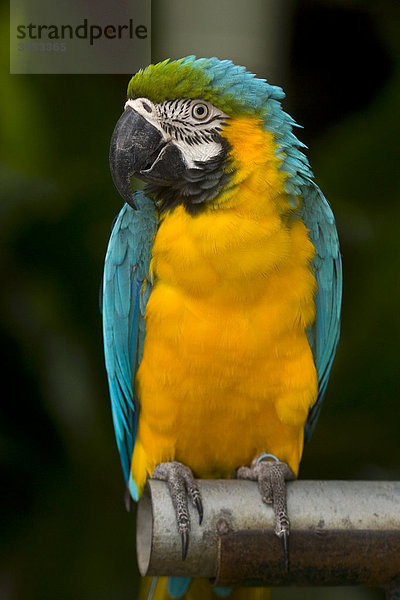 Papagei  Gelbbrustara (Ara ararauna)