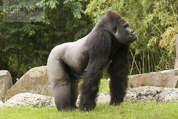 Westlicher Flachlandgorilla (Gorilla gorilla)