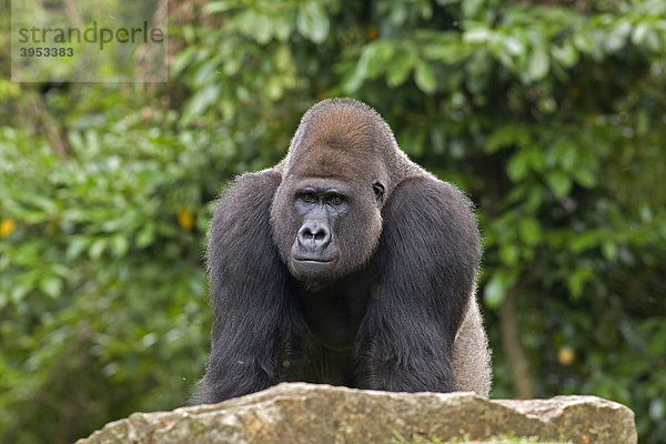 Westlicher Flachlandgorilla (Gorilla gorilla)