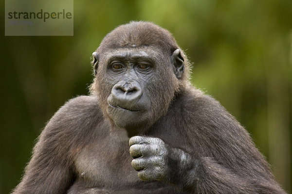 Westlicher Flachlandgorilla (Gorilla gorilla)  Portrait