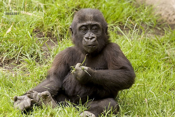 Westlicher Flachlandgorilla (Gorilla gorilla)  Jungtier