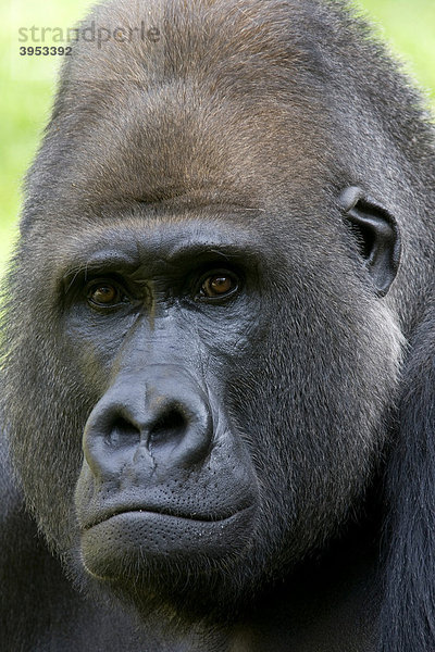 Westlicher Flachlandgorilla (Gorilla gorilla)  Portrait