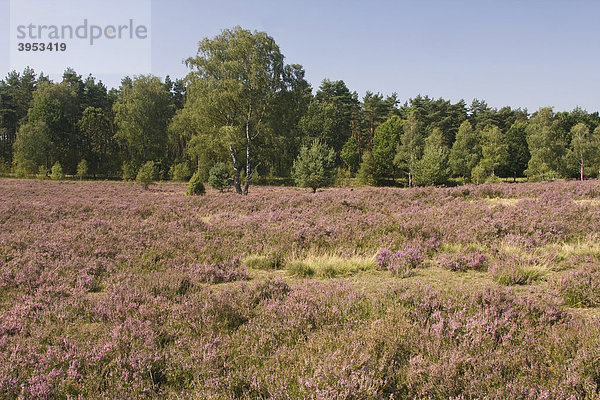 Landschaft mit blühender Heide (Calluna vulgaris)  Heideblüte  Naturpark Lüneburger Heide  Naturschutzgebiet Lüneburger Heide  Niedersachsen  Deutschland  Europa