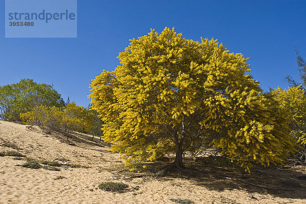 Goldregenbaum (Laburnum) bei Mui Ne  Vietnam  Asien