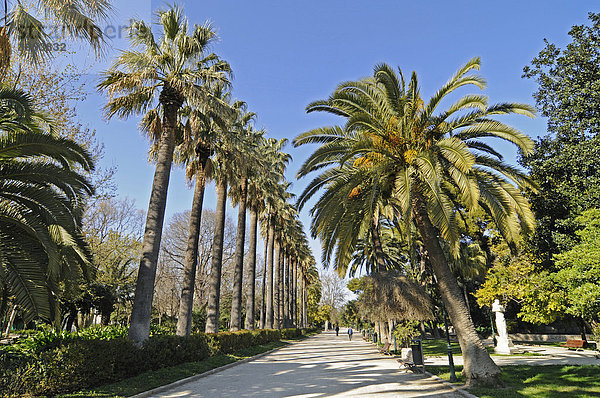 Jardines del Real  Stadtpark  Park  Grünanlage  Palmenallee  Valencia  Spanien  Europa