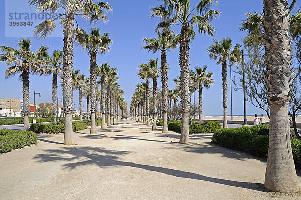 Palmenallee  Strandpromenade  Strand  Promenade  Playa de las Arenas  Platja de El Cabanyal  Valencia  Spanien  Europa