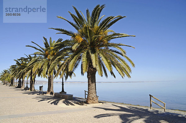 Palmen  Ufer  Promenade  Uferpromenade  Los Urrutias  Lagune  Binnenmeer  Mar Menor  La Manga  Murcia  Spanien  Europa