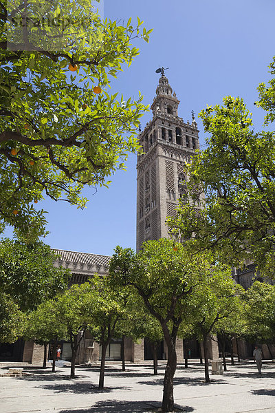 La Giralda  Turm der Kathedrale von Sevilla  Andalusien  Spanien  Europa