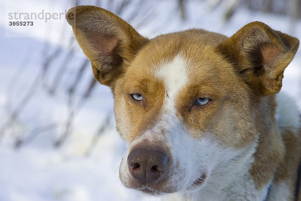 Schlittenhund bei einer Schlittenhundwanderung in Kiruna  Schweden