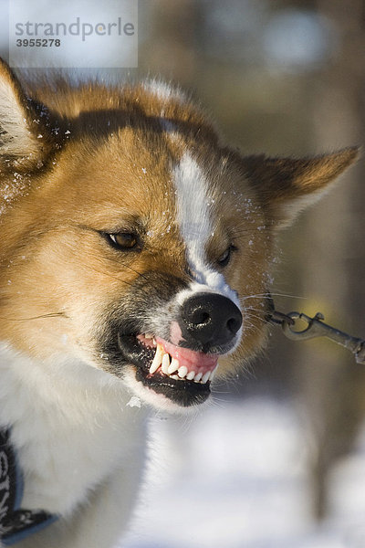 Schlittenhund bei einer Schlittenhundwanderung in Kiruna  Schweden