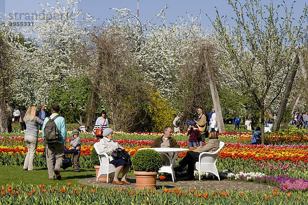 Tulpenschau TULIPAN im Britzer Garten  Berlin  Deutschland  Europa