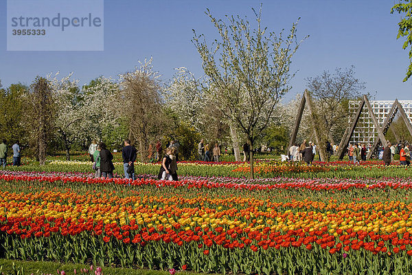 Tulpenschau TULIPAN im Britzer Garten  Berlin  Deutschland  Europa