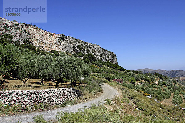 Oliventerrassen in der Nähe von Anogia  Psiloritis Gebirge  Kreta  Griechenland  Europa