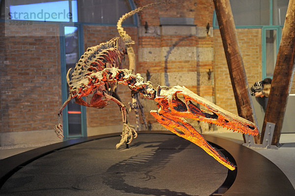 Austroraptor cabazai  Fleischfresser  lebte vor 70 Mio Jahren  Ausstellung Dinosaurier Giganten Argentiniens  Lokschuppen  Rosenheim  Oberbayern  Bayern  Deutschland