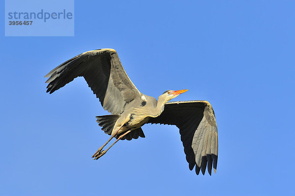 Graureiher (Ardea cinerea)