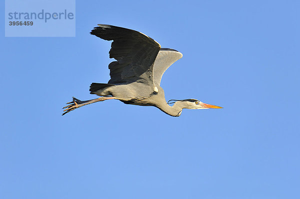 Graureiher (Ardea cinerea)