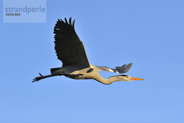 Graureiher (Ardea cinerea)