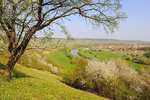 Mainschleife  Fahr am Main  Unterfranken  Bayern  Deutschland  Europa