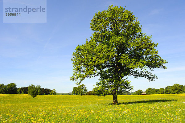 Stieleiche (Quercus robur) im Frühling  Schwäbische Alb  Baden-Württemberg  Deutschland  Europa