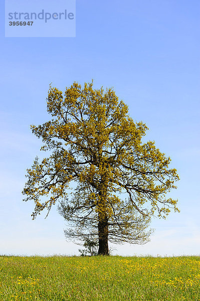 Stieleiche (Quercus robur) im Frühling  Schwäbische Alb  Baden-Württemberg  Deutschland  Europa