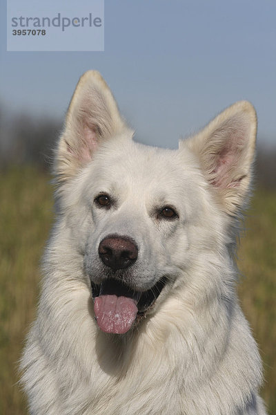 Weißer Schweizer Schäferhund  Porträt