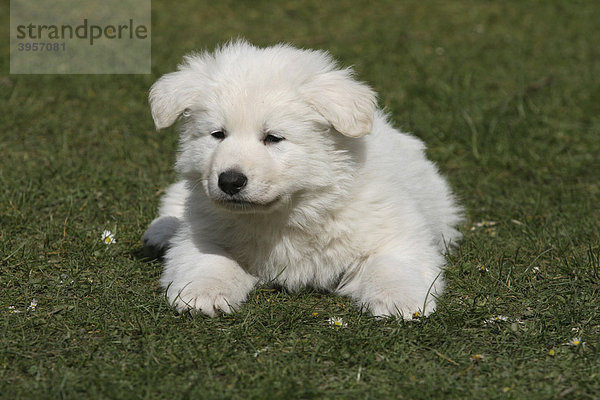 Weißer Schweizer Schäferhund Welpe  7 Wochen alt