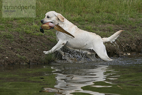 Labrador Retriever im Wasser mit Dummy im Maul
