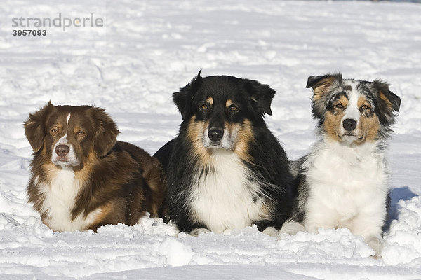 3 Australian Shepherd liegen nebeneinander im Schnee