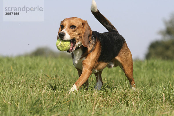 Beagle rennt mit einem Ball im Maul über die Wiese