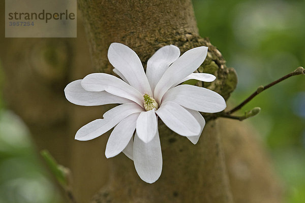 Stern-Magnolie (Magnolia stellata)  Blüte am Baumstamm angewachsen