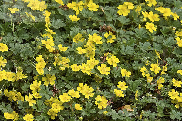 Frühlings-Fingerkraut (Potentilla neumanniana)