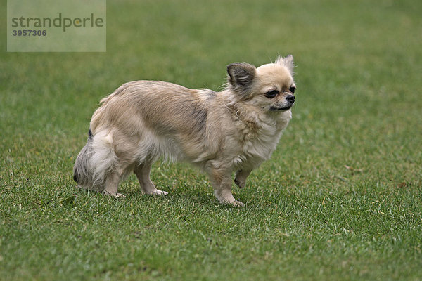 Langhaar Chihuahua steht auf der Wiese