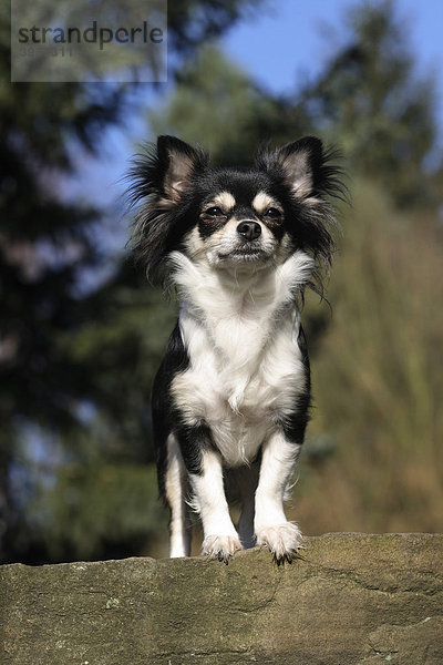 Langhaar Chihuahua  Hündin  steht auf einem Stein