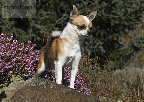 Kurzhaar Chihuahua Rüde steht auf einem Felsen neben Erikakraut