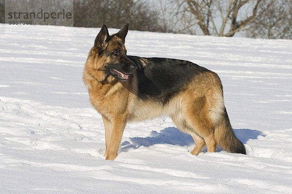 Deutscher Schäferhund  Hündin  2 Jahre  steht seitlich im Schnee