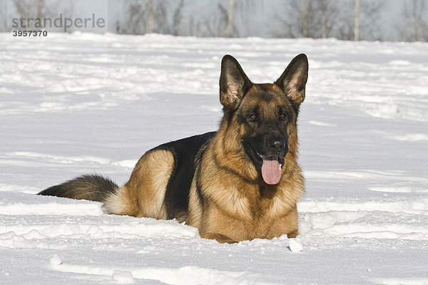 Deutscher Schäferhund  Hündin  2 Jahre  liegt im Schnee