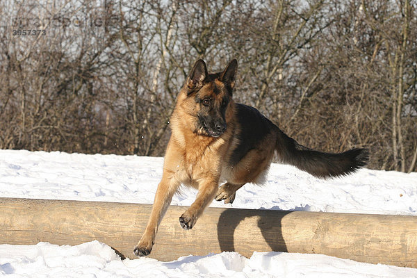 Deutscher Schäferhund  Hündin  2 Jahre  springt im Schnee über einen Holzstamm