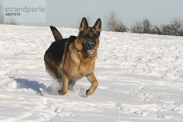 Deutscher Schäferhund  Hündin  2 Jahre  rennt im Schnee