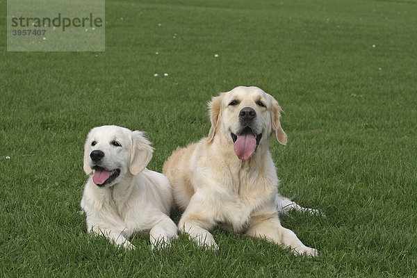 Zwei Golden Retriever Hündinnen nebeneinander auf der Wiese