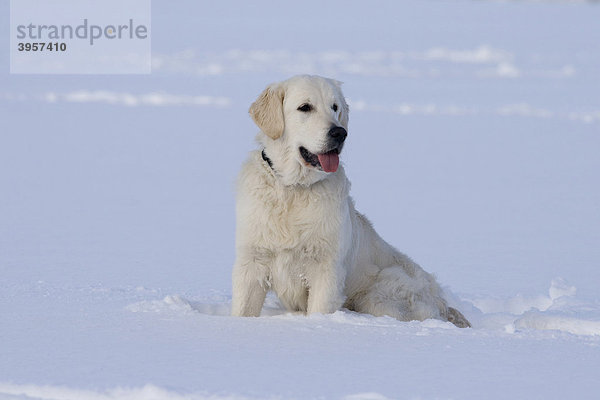 Golden Retriever Hündin  7 Monate  sitzt im Schnee