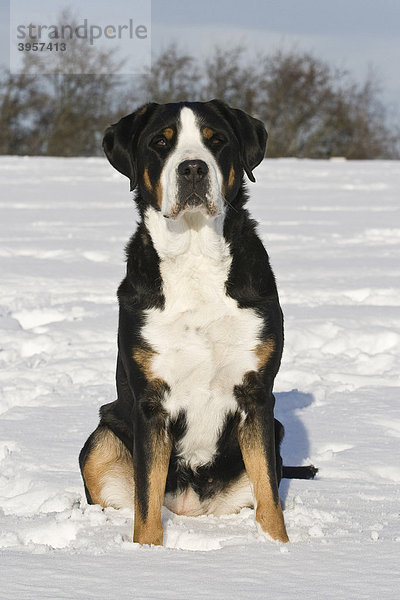 Großer Schweizer Sennenhund sitzt im Schnee