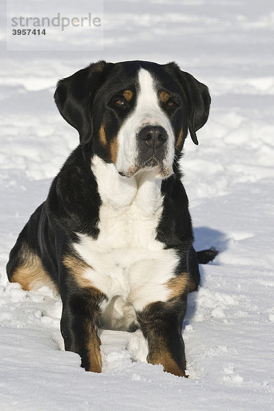 Großer Schweizer Sennenhund liegt im Schnee