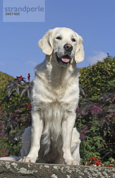 Golden Retriever sitzt auf einer Mauer  Bochum  Germany