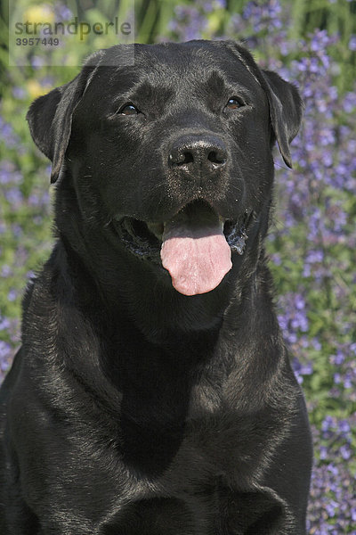 Labrador Retriever  Porträt