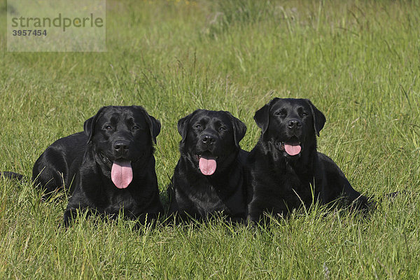 3 Labrador Retriever liegen nebeneinander auf der Wiese