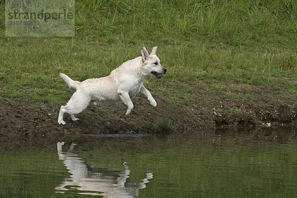 Labrador Retriever springt vom Ufer aus ins Wasser