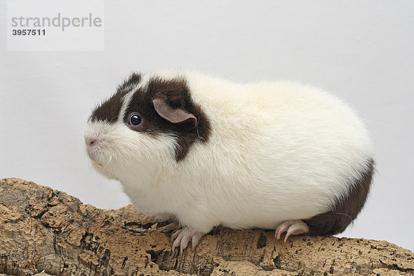 US Teddy Meerschweinchen  schoko-weiß  10 Monate sitzt auf Korkbaum