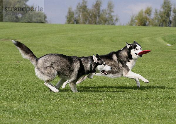 2 Siberian Husky rennen über die Wiese und spielen mit einer Frisbeescheibe