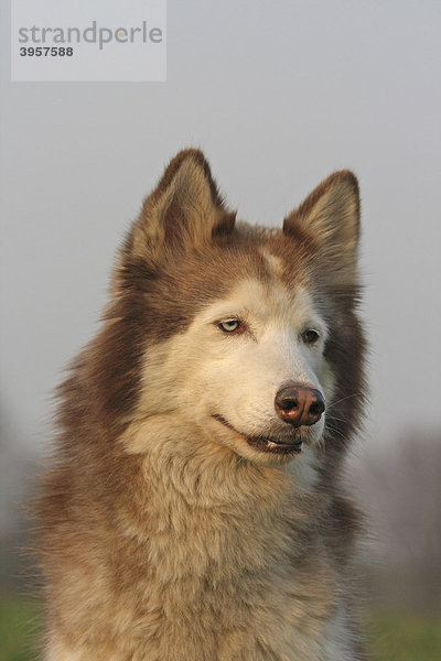 Siberian Husky  Portrait